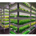利用LED波長應用於植物生長