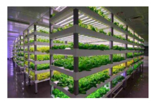 Application of LED wavelength to plant growth