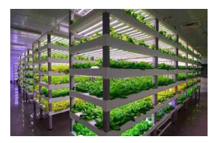 Advantage Of Led Lights-Application of LED wavelength to plant growth
